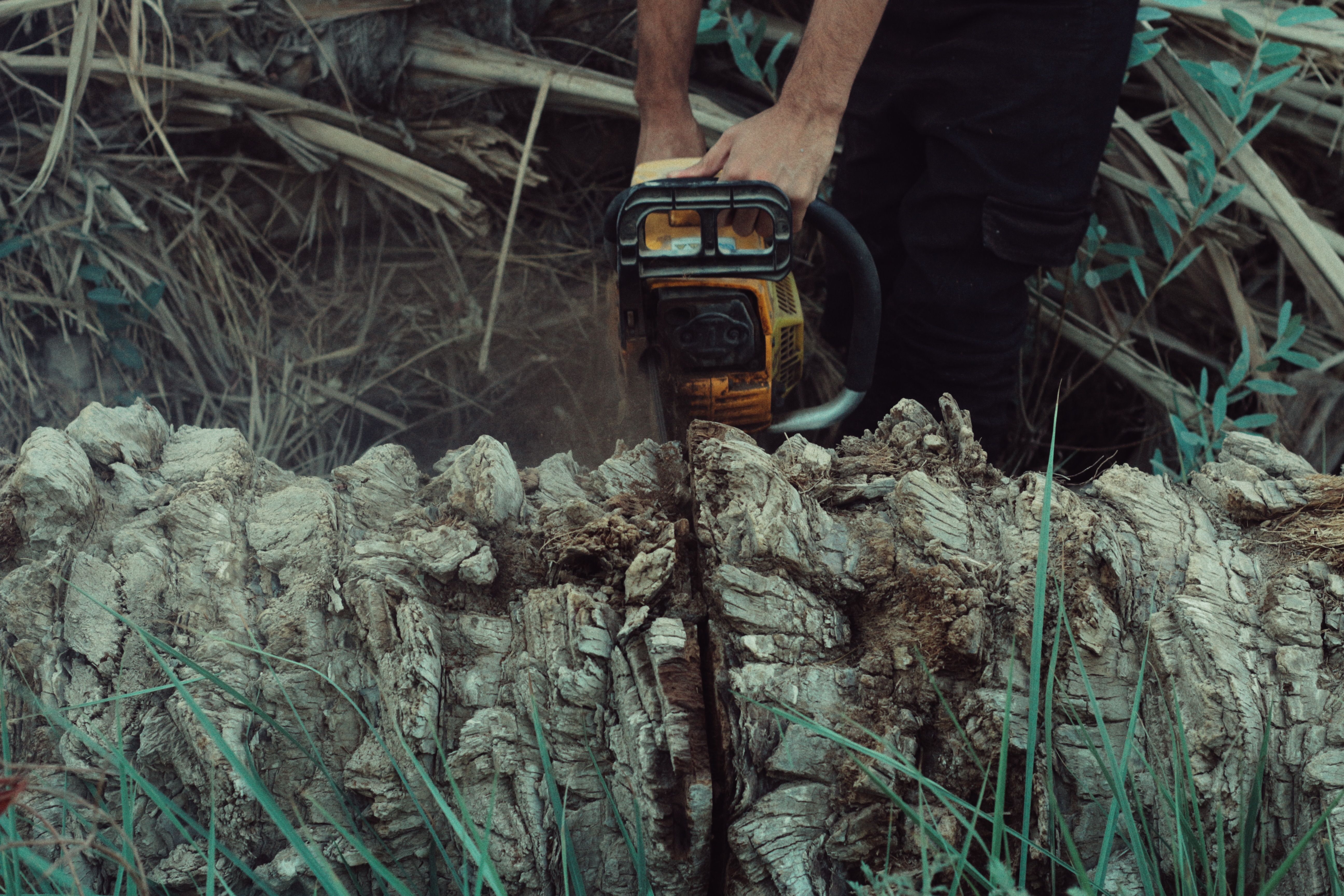 Tree Cutting